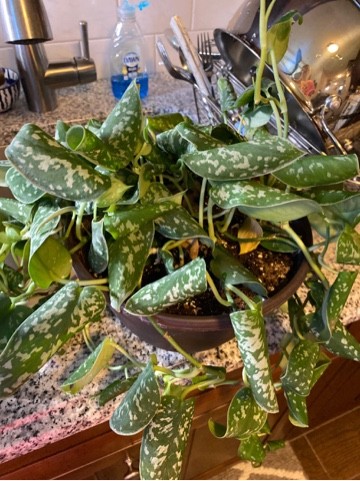 How to Grow and Care for Satin Pothos 'Silvery Ann'