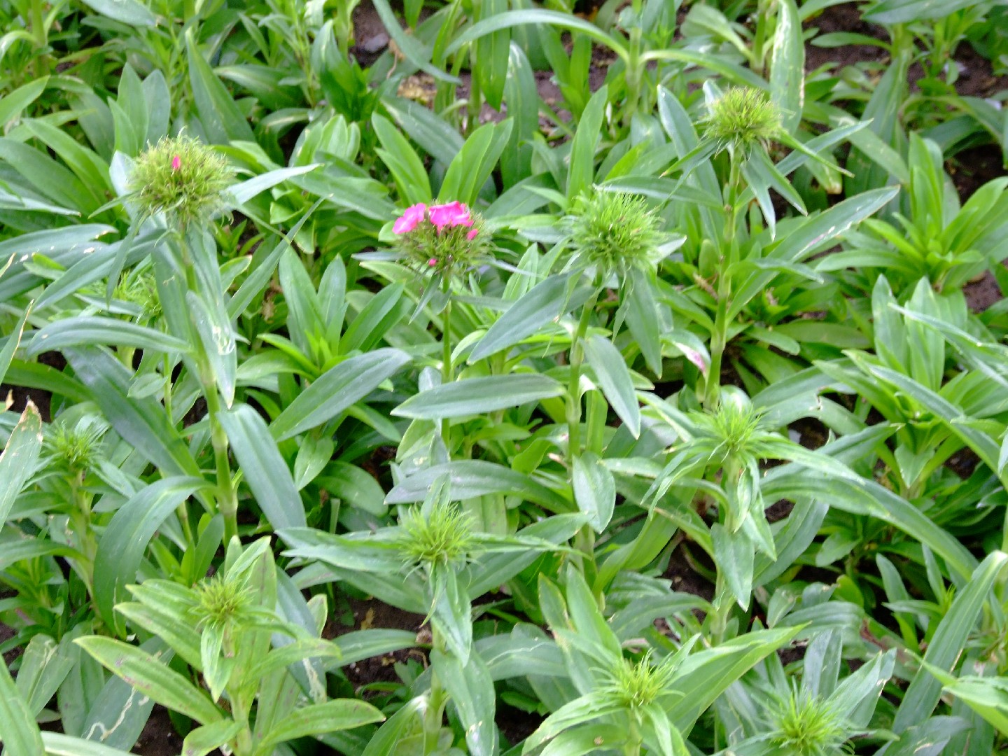 ヒメナデシコ (Dianthus barbatus var. asiaticus) - PictureThis