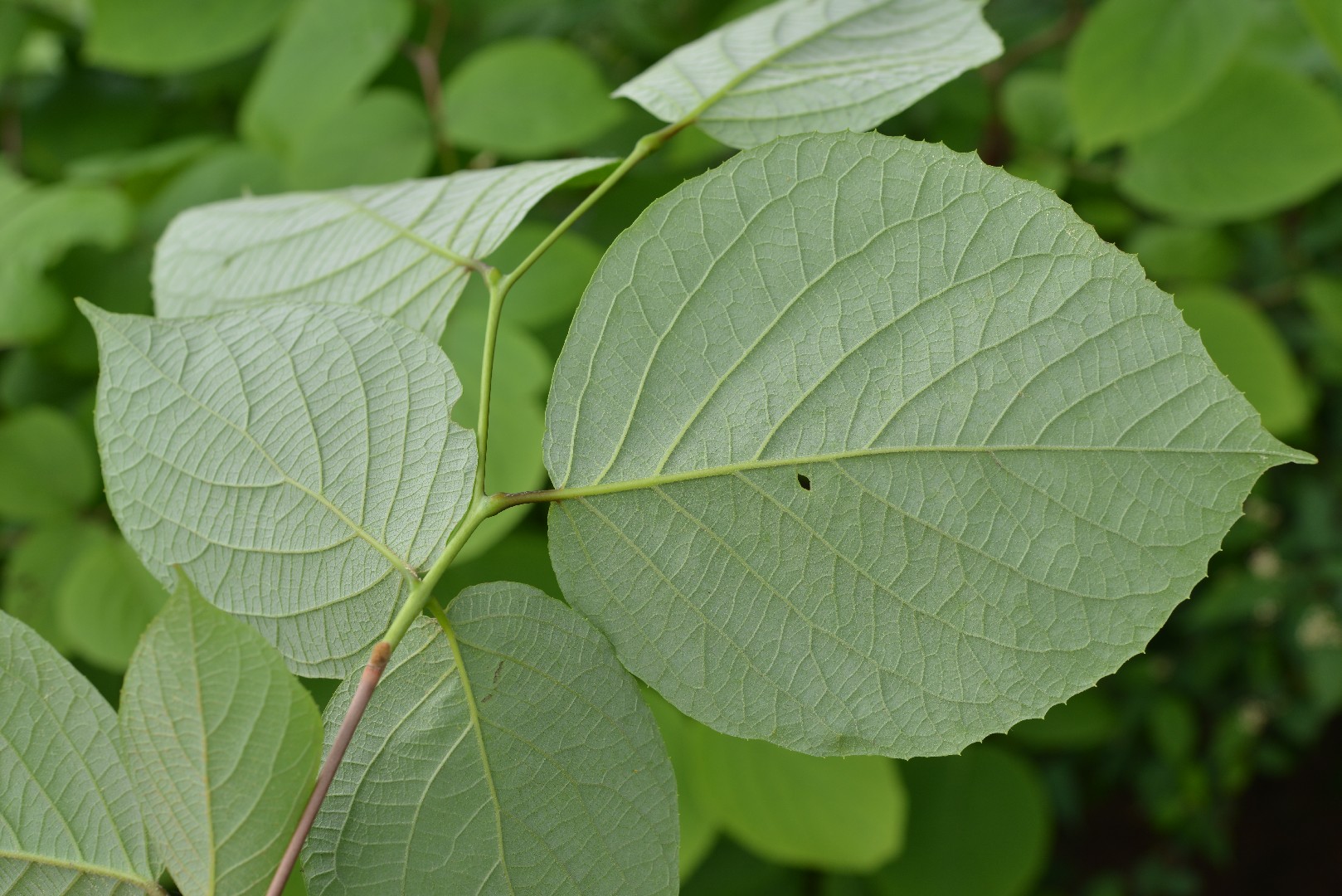 ハクウンボク（白雲木） (Styrax obassia) - PictureThis