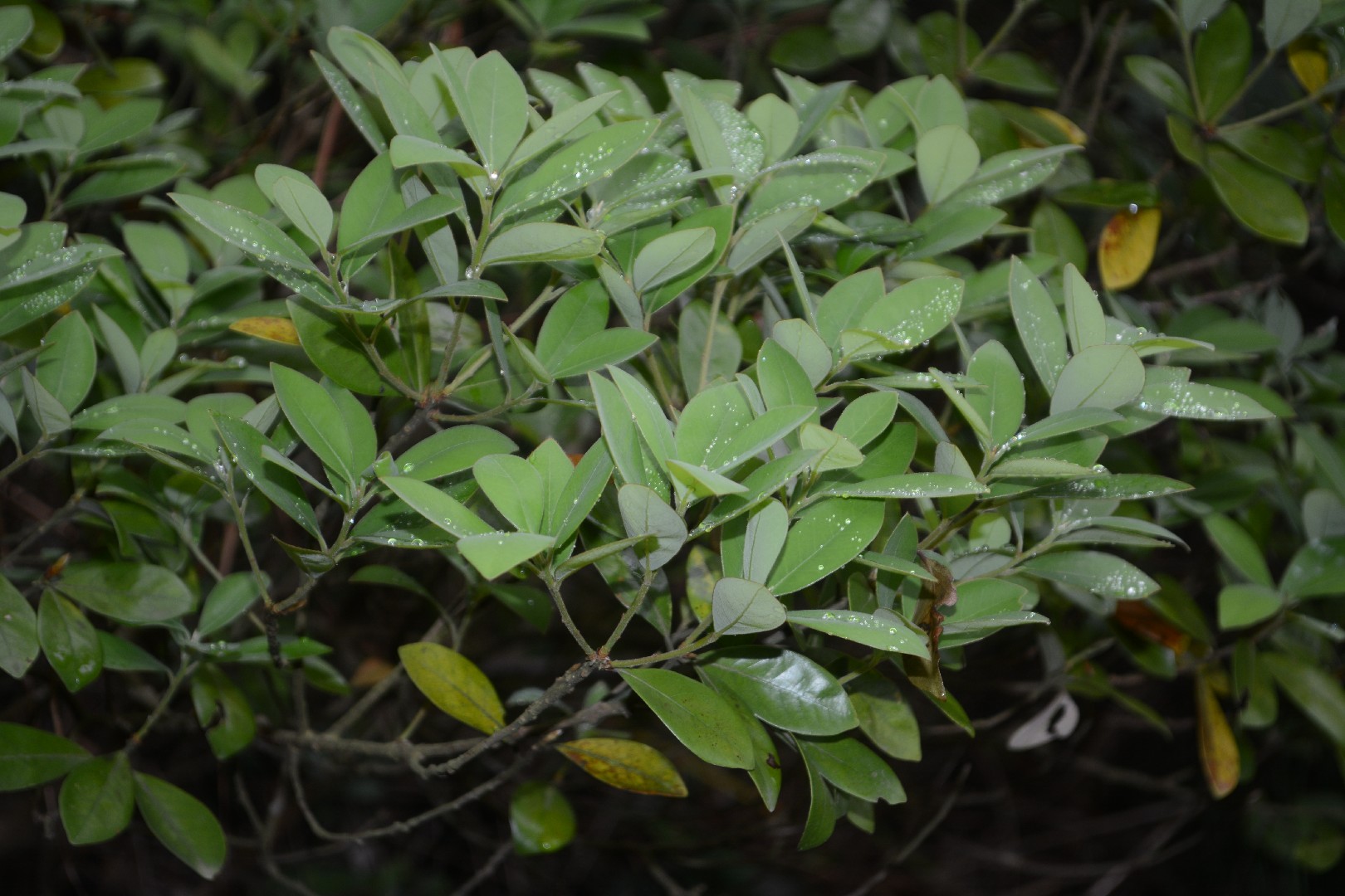 Litsea rotundifolia var. oblongifolia PictureThis