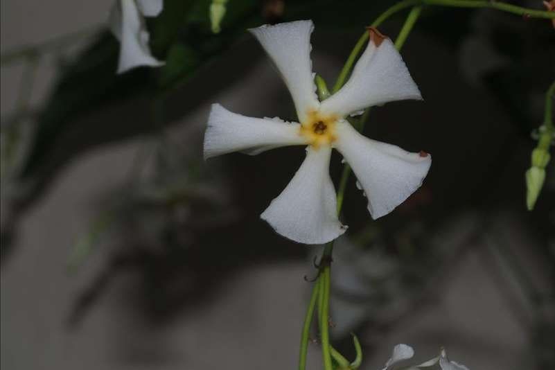How to identify Asiatic jasmine (Trachelospermum asiaticum)