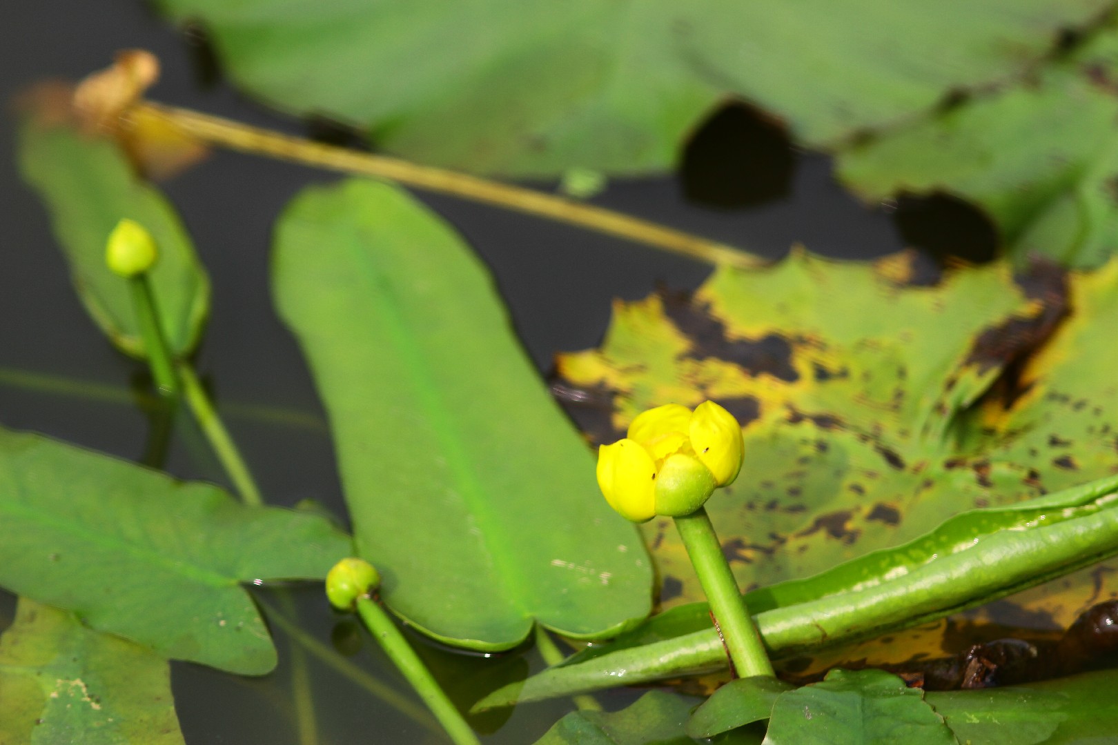 コウホネ（河骨） (Nuphar japonicum) - PictureThis