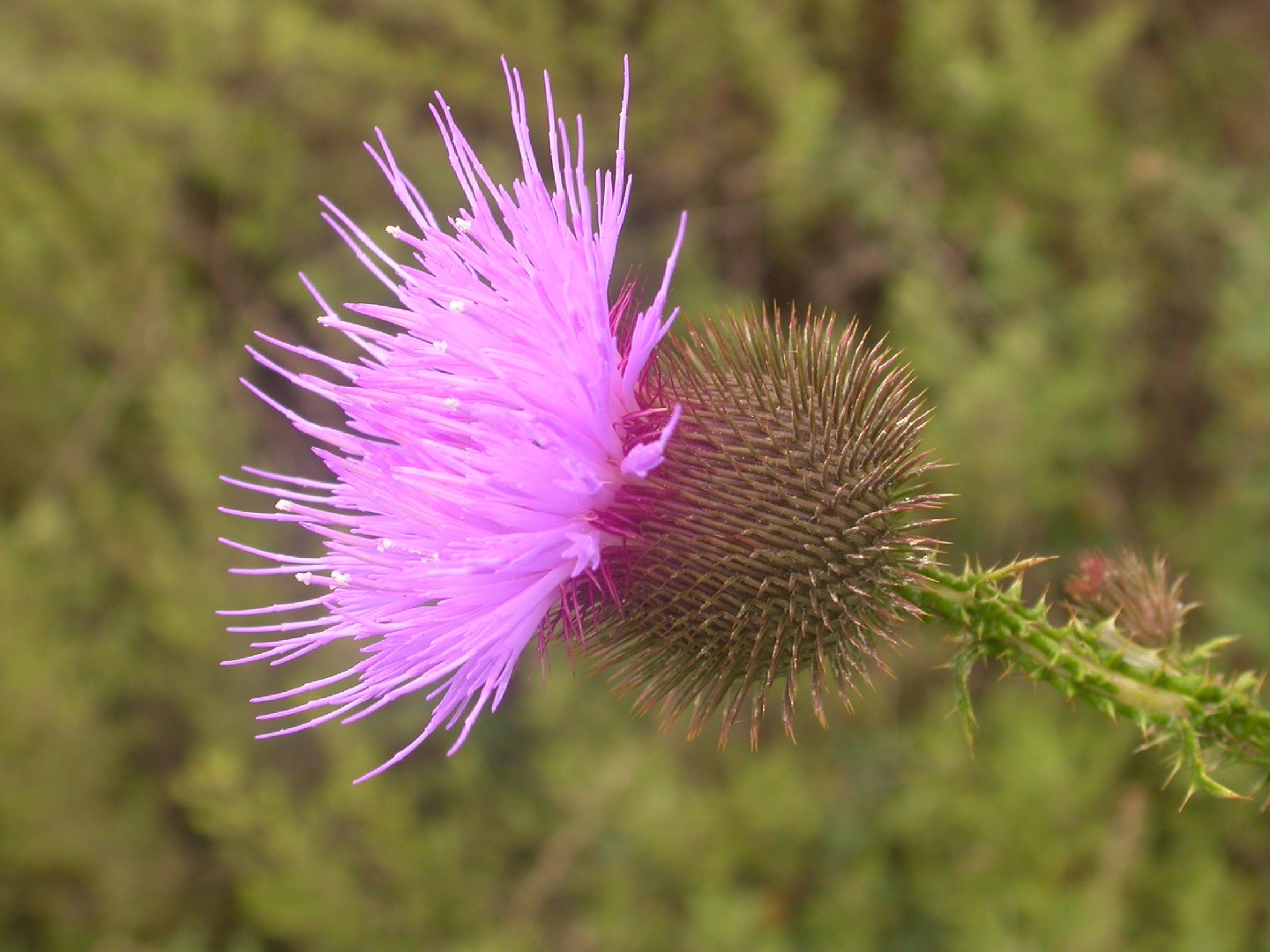Olgaea tangutica PictureThis