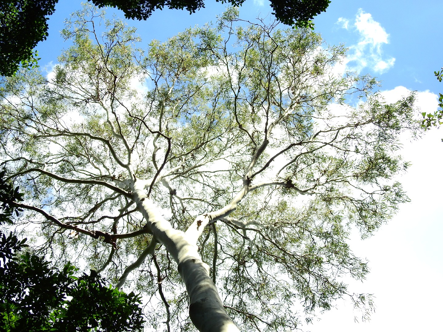 Corymbia tessellaris PictureThis