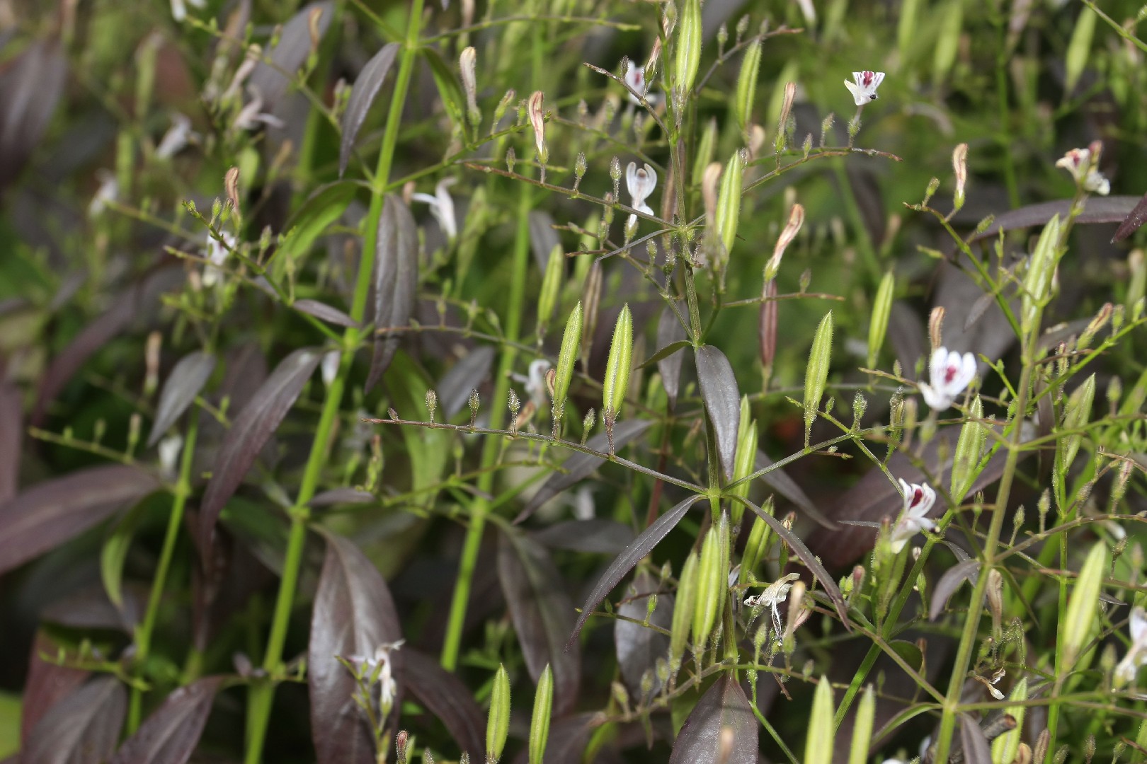 Andrographis paniculata PictureThis