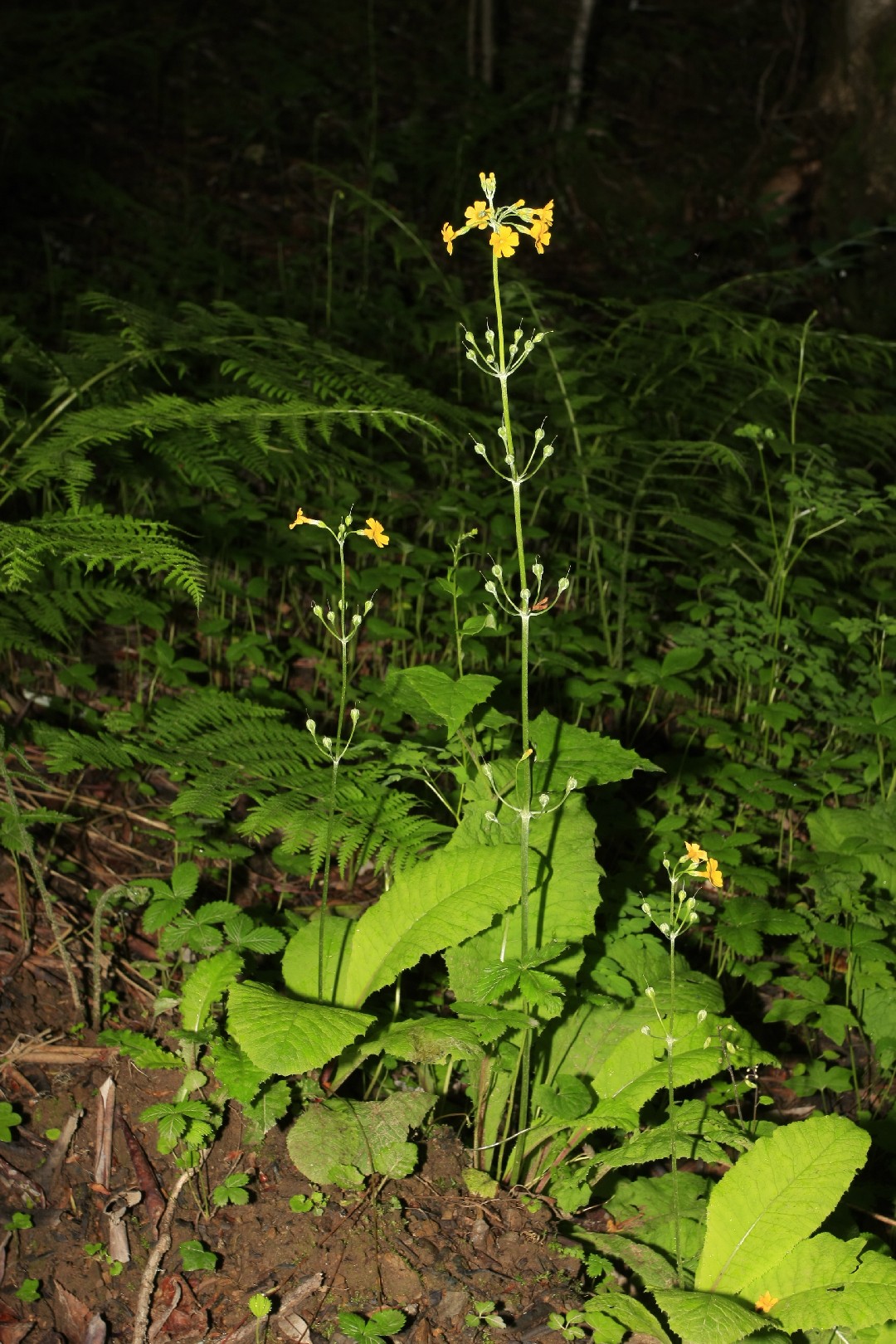 Primula smithiana PictureThis