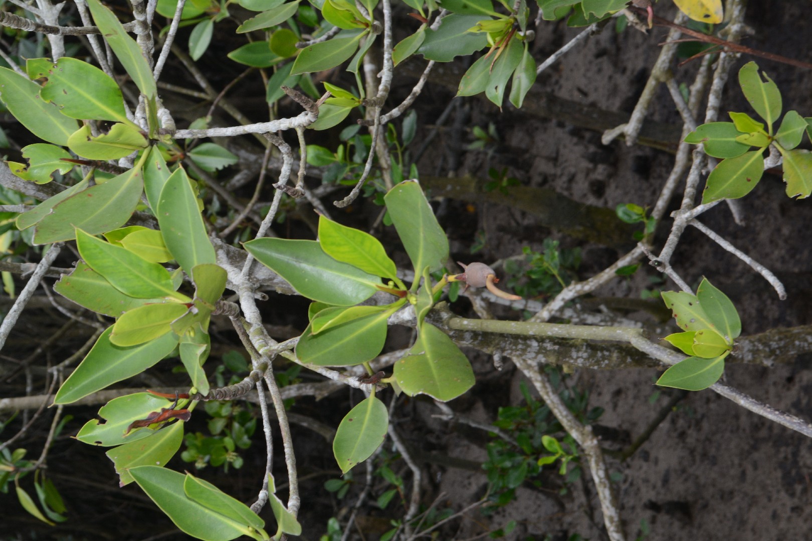 オオバヒルギ (Rhizophora stylosa) - PictureThis