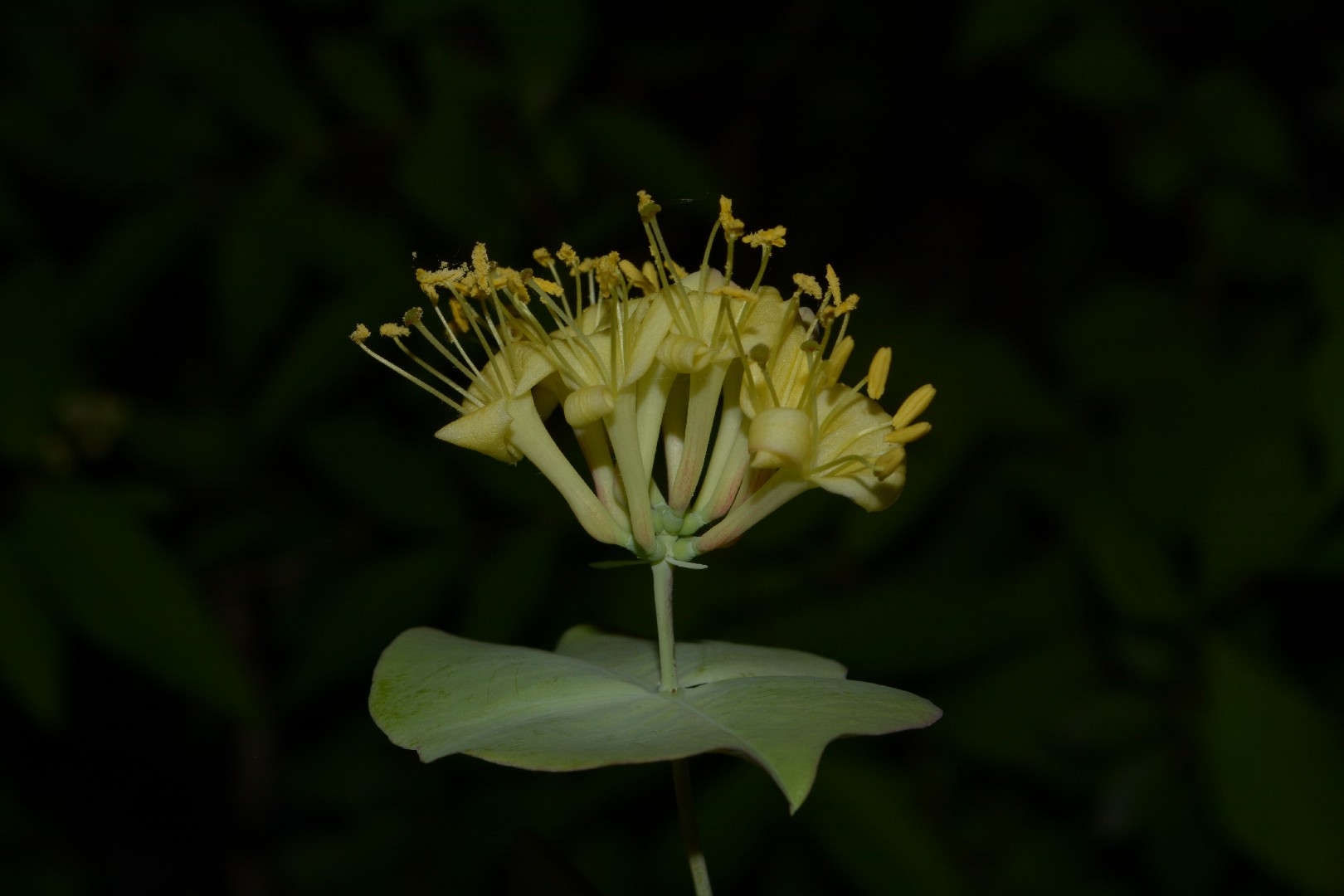 philodendron cordatum brasil Philodendron cordatum – Plant Material main image 0
