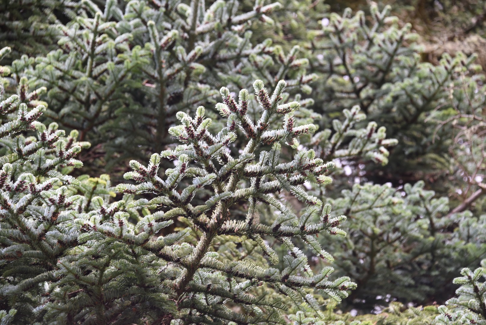 How to Plant and Grow Noble fir(Abies procera)