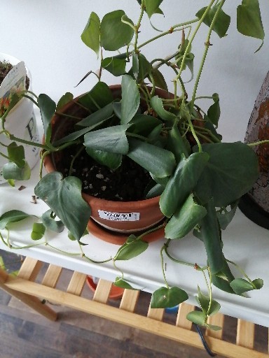 How to Grow and Care for Satin Pothos 'Silvery Ann'