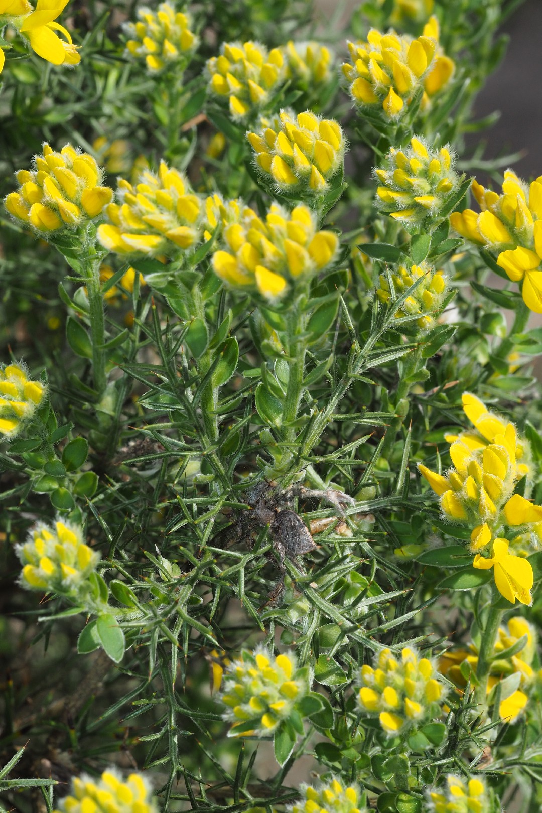 Spanish gorse (Genista hispanica) Flower, Leaf, Care, Uses PictureThis