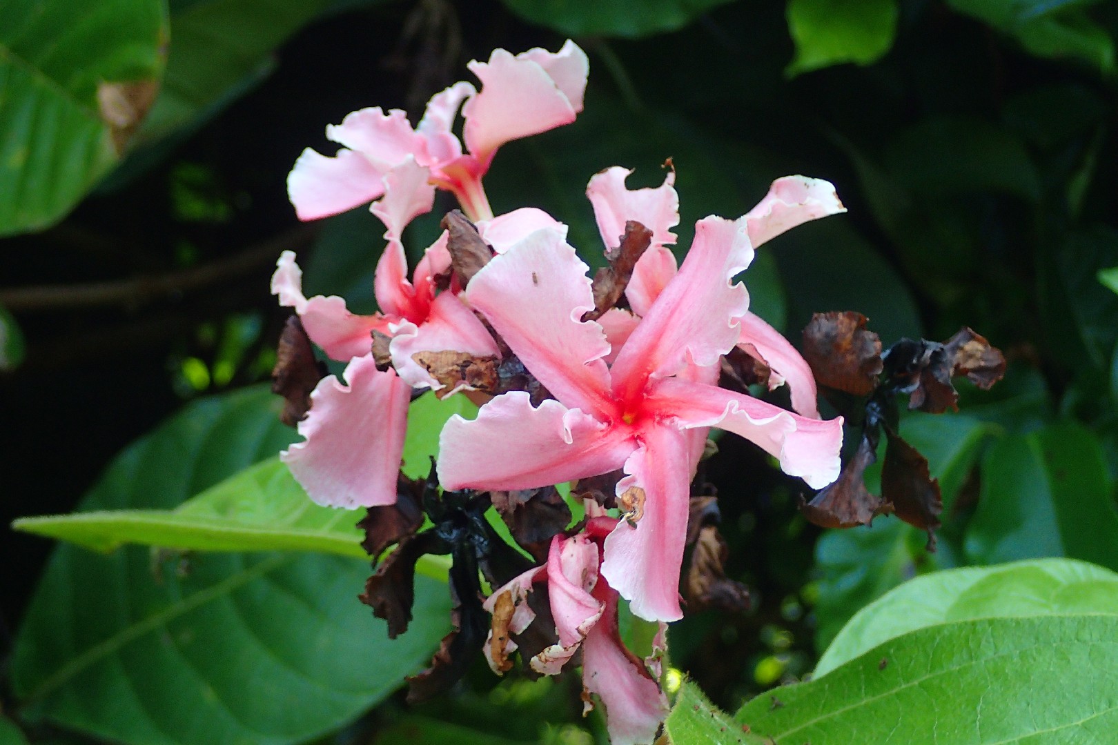 Chonemorpha splendens Care (Watering, Fertilize, Pruning, Propagation