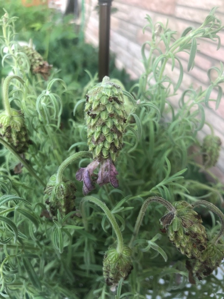 How to Grow and Care for Spike lavender