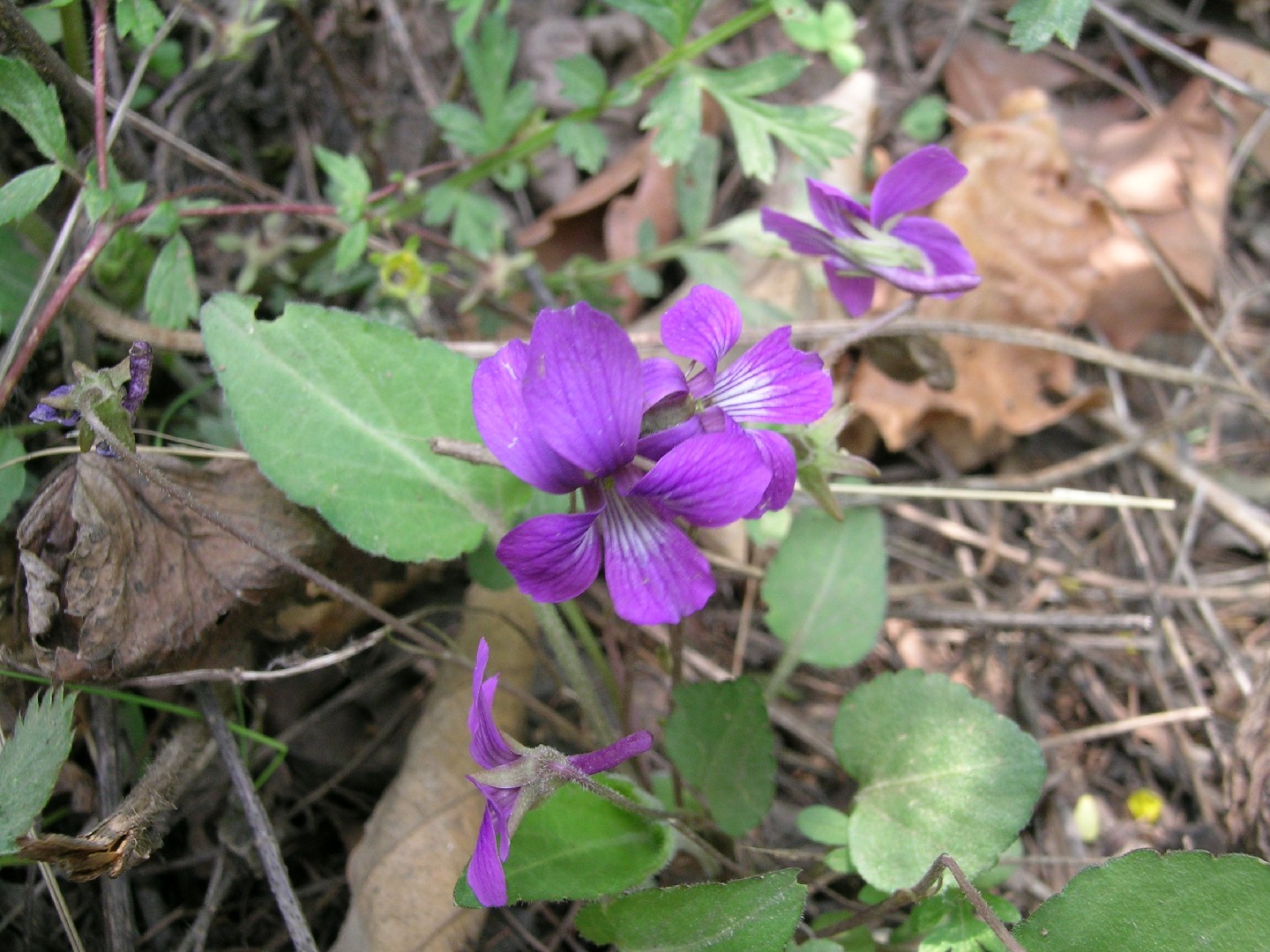 アカネスミレ (茜菫) (Viola phalacrocarpa) 花言葉,毒性,よくある質問 - PictureThis