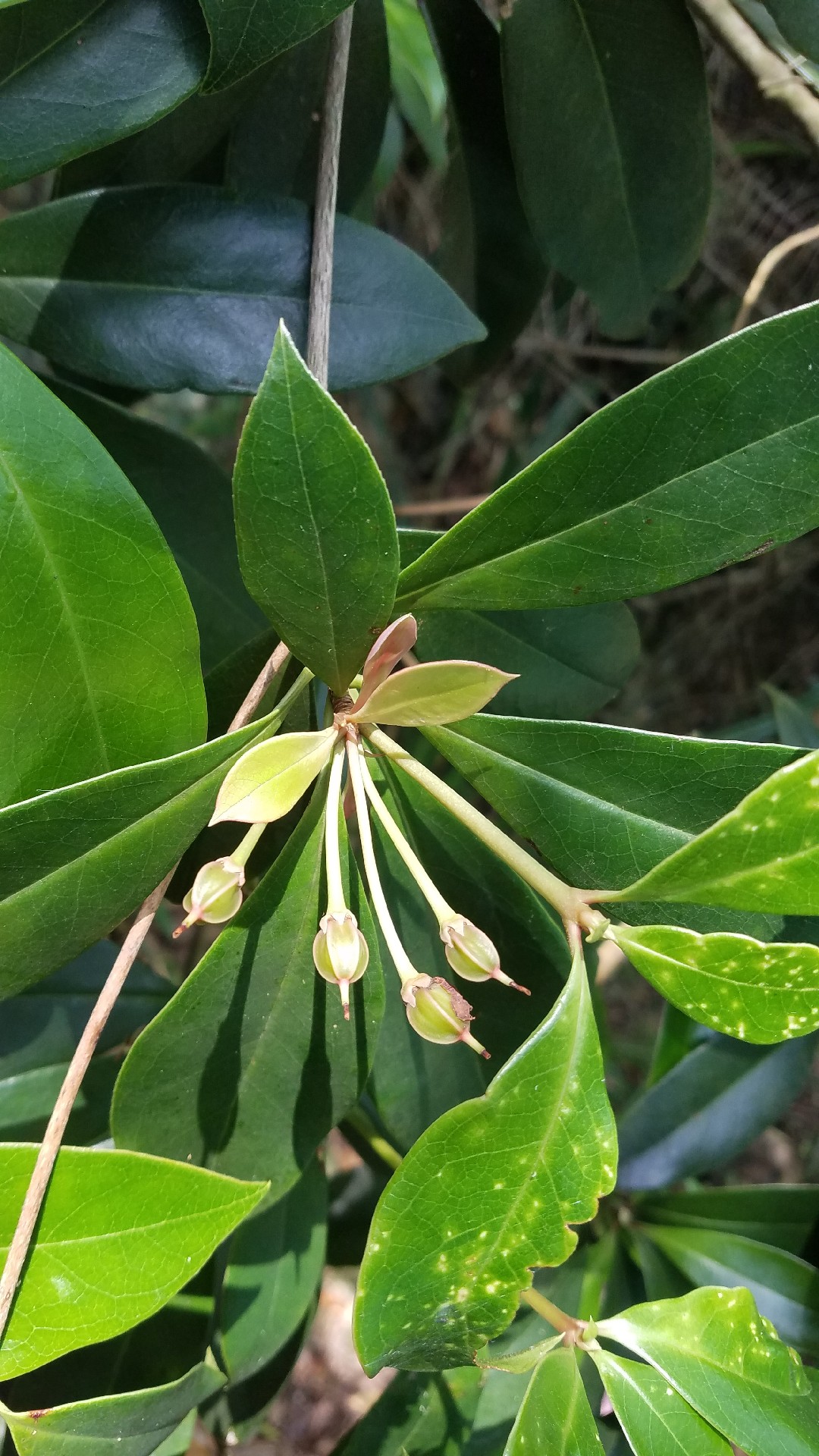 Chinese new year flower (Enkianthus quinqueflorus) Flower, Leaf, Care