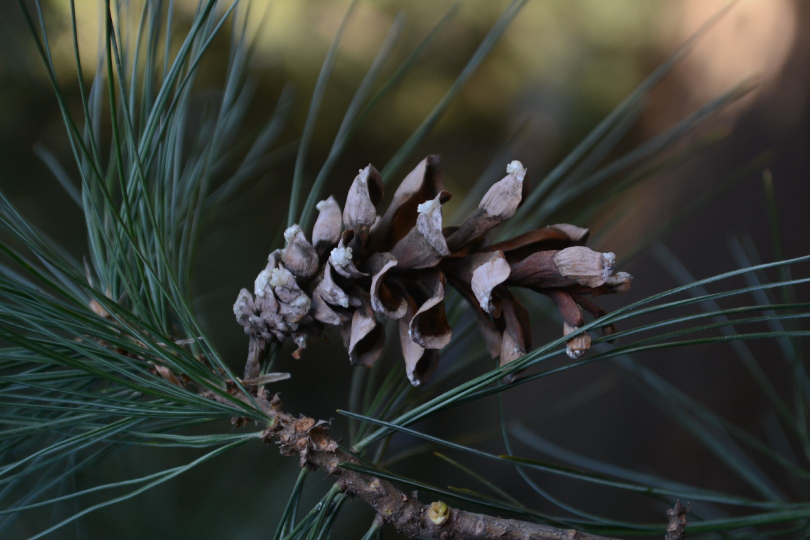 botanical dyeing with ponderosa pine cones
