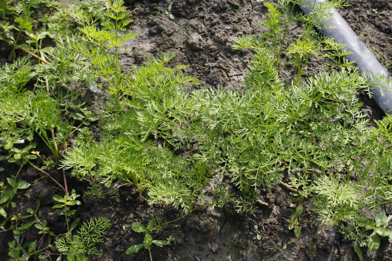Морковь Дикая. Daucus carota subsp. Commutatus. Daucus carota subsp. Carota корень. Морковь дикая купить
