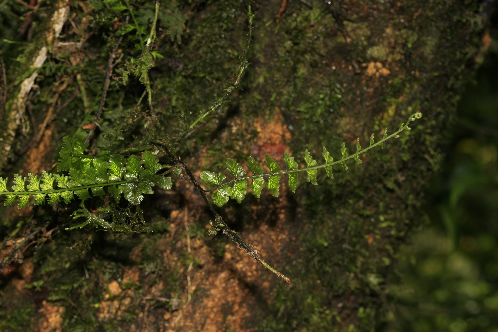 超希少種 ソテツホラゴケ  シダ植物  ホラゴケ  パルダリウム ツルホラゴケ (Vandenboschia auriculata) - PictureThis