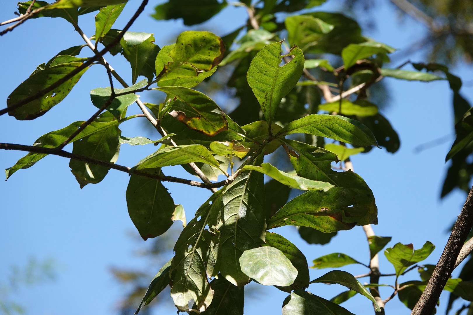 How to Plant and Grow Indian oak(Barringtonia acutangula)