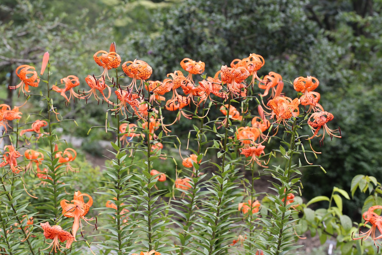 Tijgerlelie - Lilium lancifolium (Verzorging, Kenmerken, Bloem,  Afbeeldingen, Giftig), image size:1620x1080
