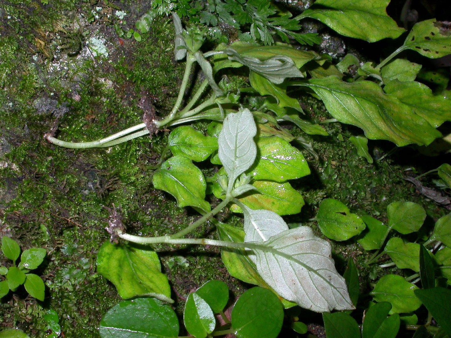 Dwarf clarkella (Clarkella nana) Flower, Leaf, Care, Uses PictureThis