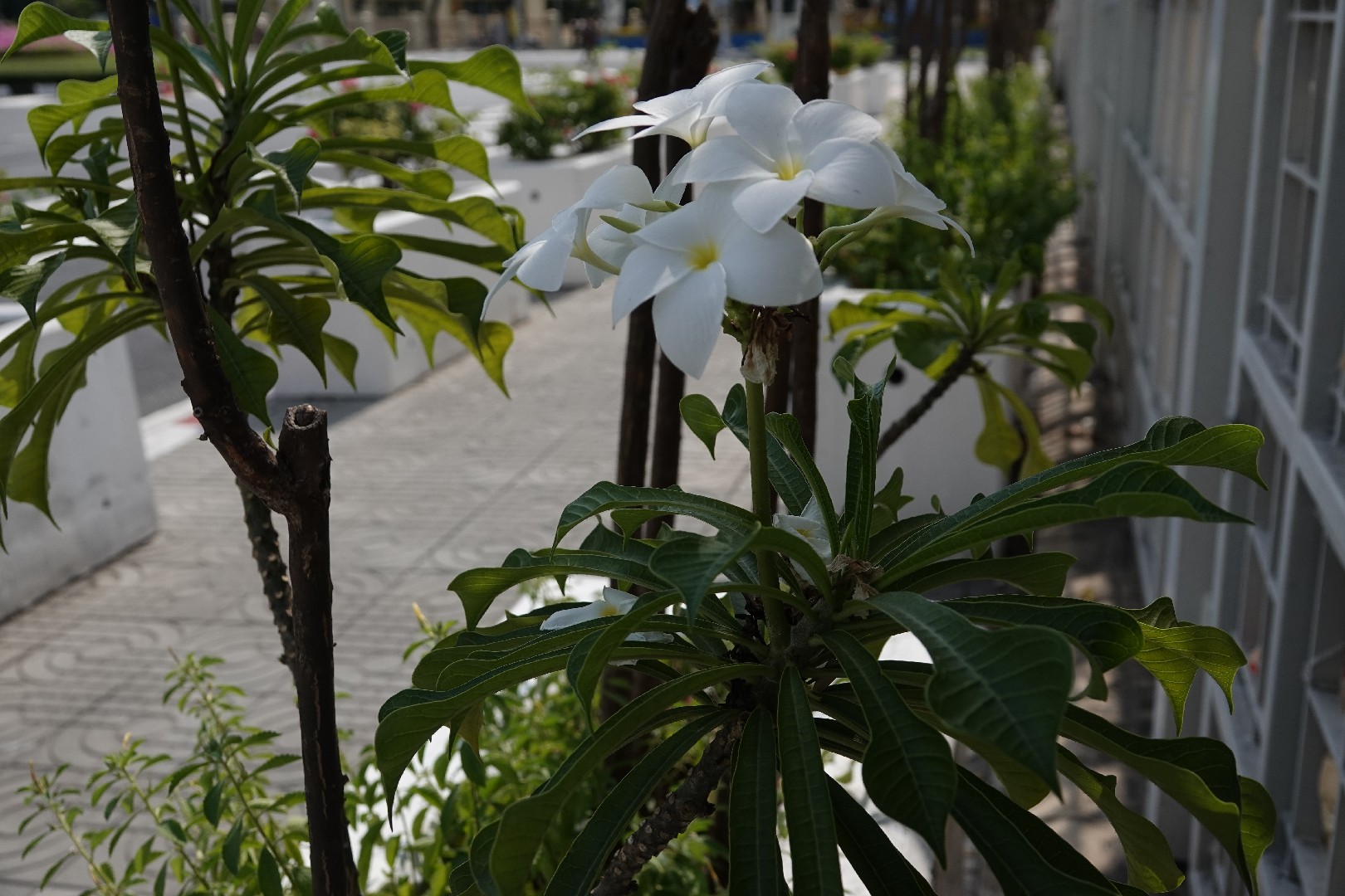 Jasmim-do-caribe (Plumeria pudica) - PictureThis