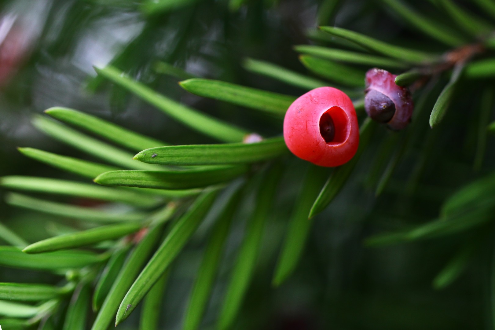 thuja little giant Thuja occidentalis 'Little Giant' – The Garden Corner