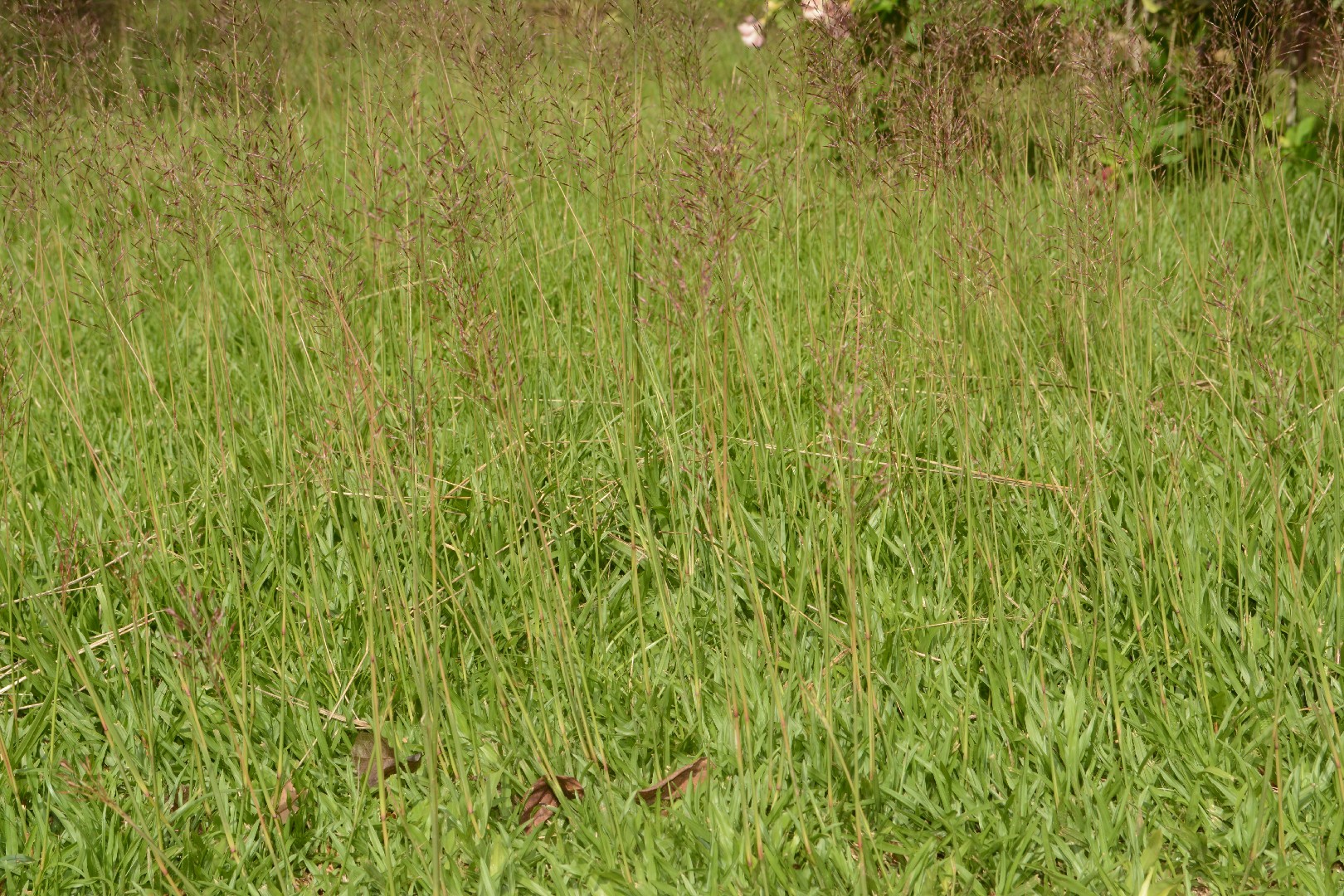 Khus Khus (Chrysopogon) - PictureThis