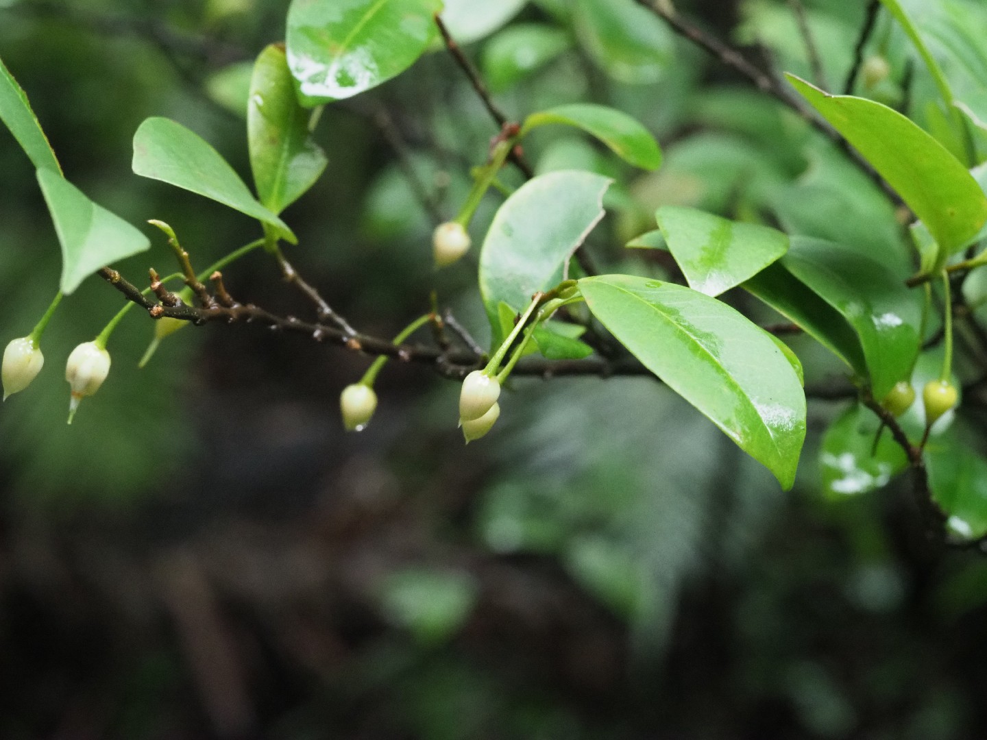 Adinandra Flower, Leaf, Care, Uses - PictureThis