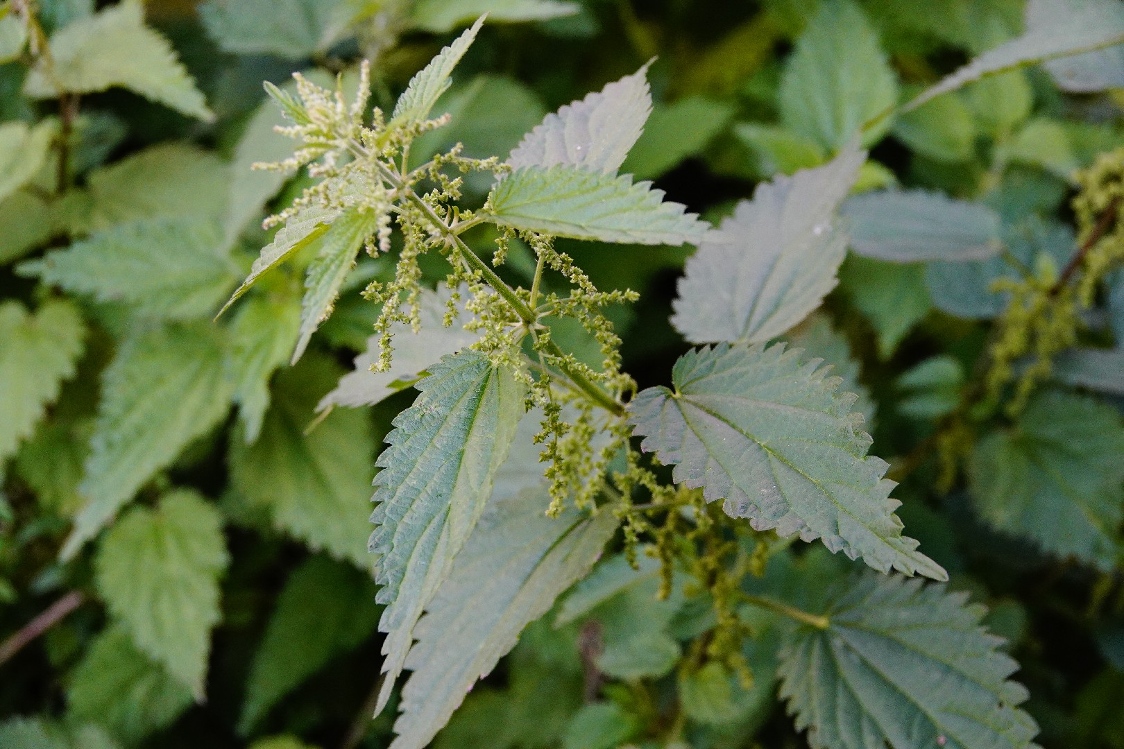 Stinging Nettle Urtica Dioica Flower Leaf Care Uses PictureThis