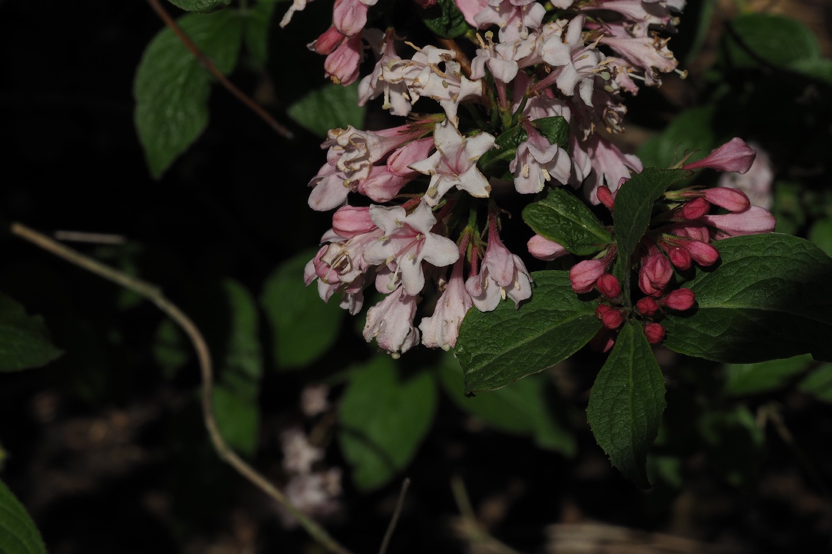タニウツギ 谷空木 Weigela Hortensis 花言葉 学名 よくある質問 Picturethis