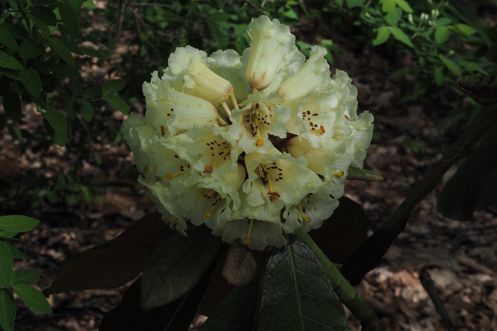 How to Grow and Care for Rhododendron macabeanum