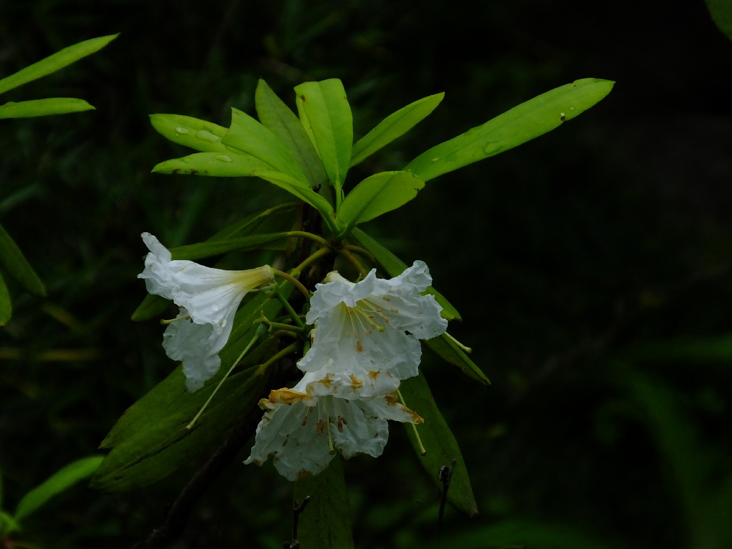 Rhododendron discolor - PictureThis