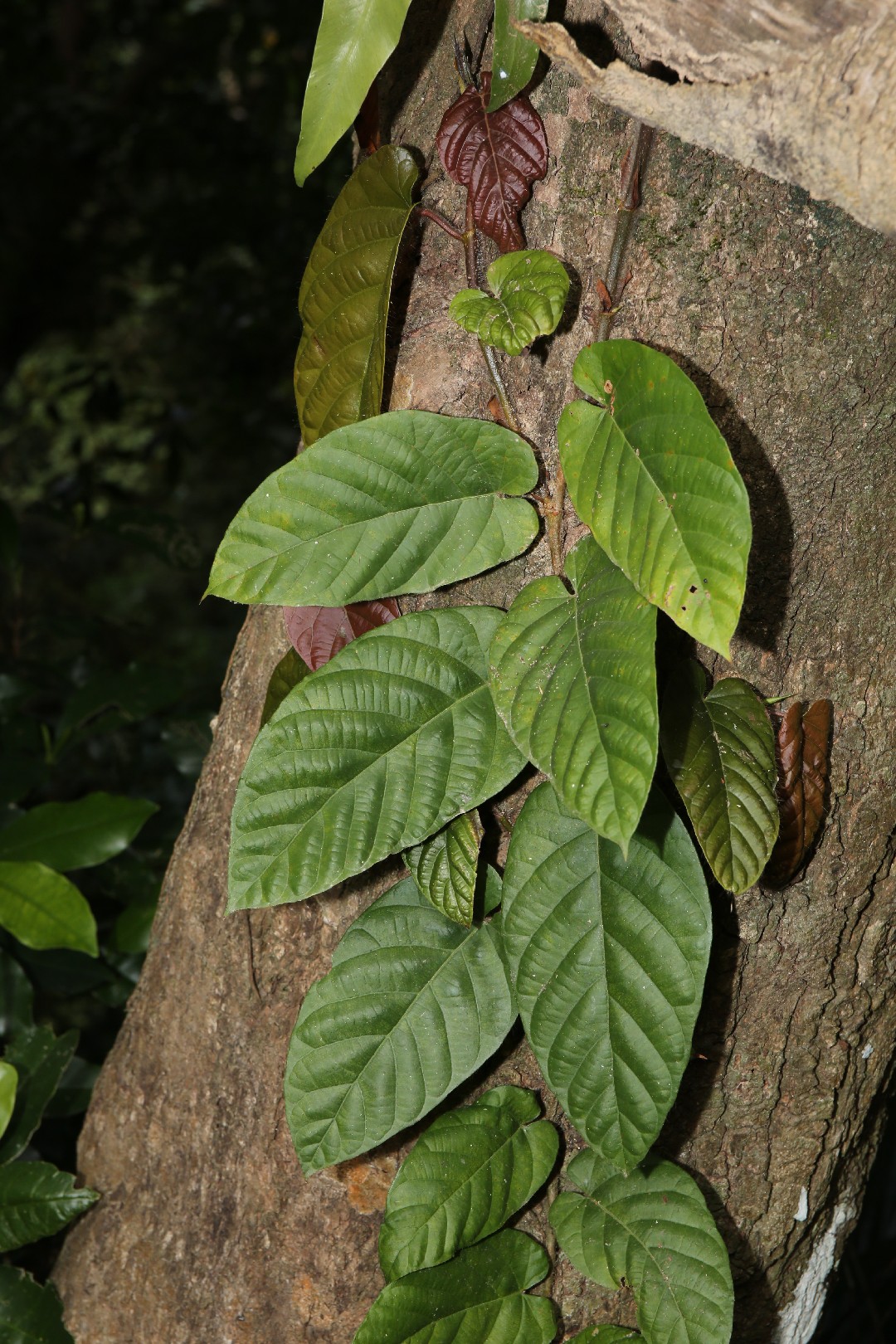 刺果藤 (Byttneria aspera) 花言葉，毒性，よくある質問 - PictureThis