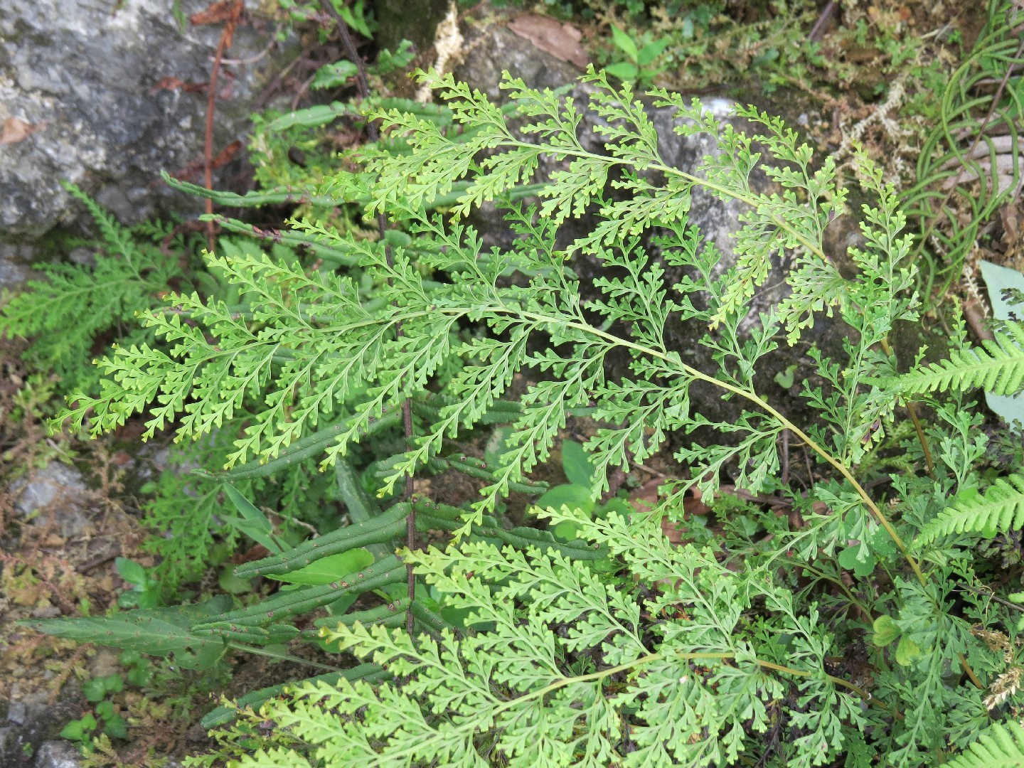 ホラシノブ（洞忍） (Odontosoria chinensis) - PictureThis