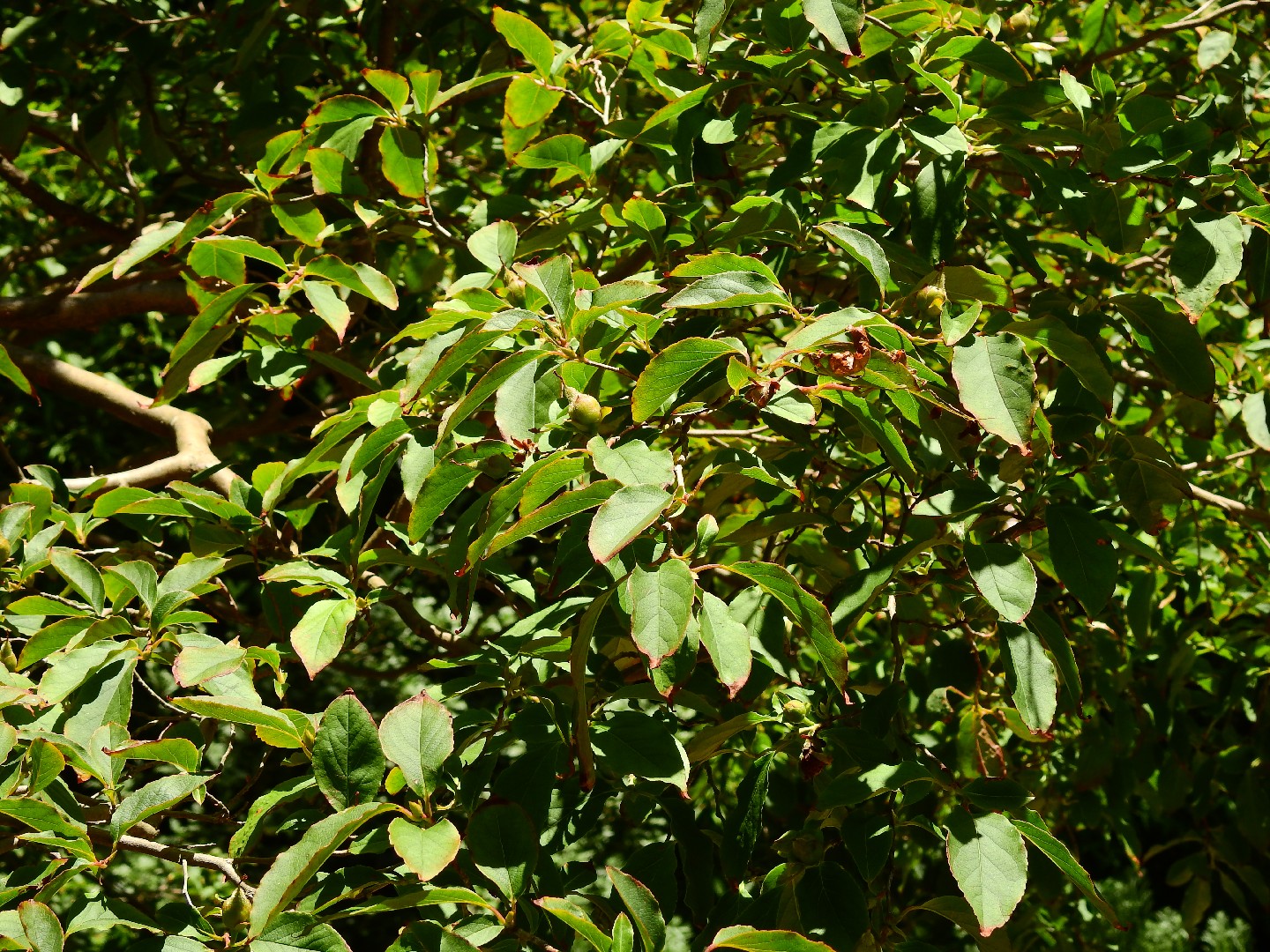 ナツツバキ属 Stewartia 花言葉 学名 よくある質問 Picturethis