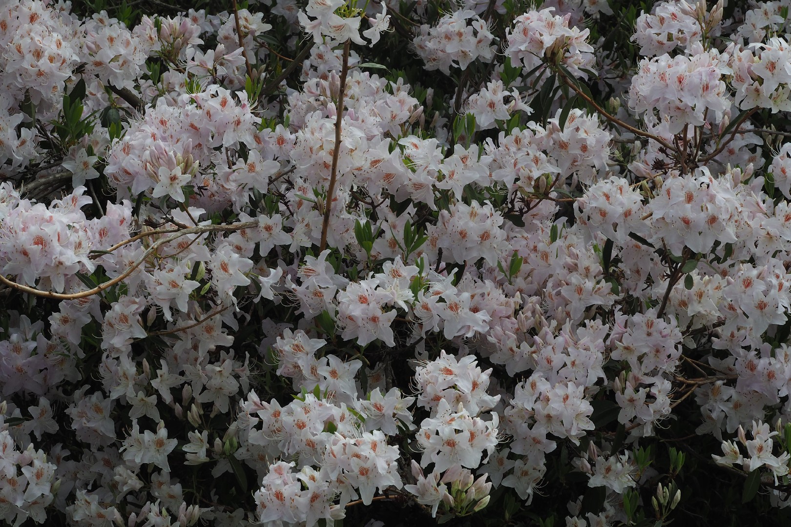 Yunnan rhododendron (Rhododendron yunnanense) - PictureThis