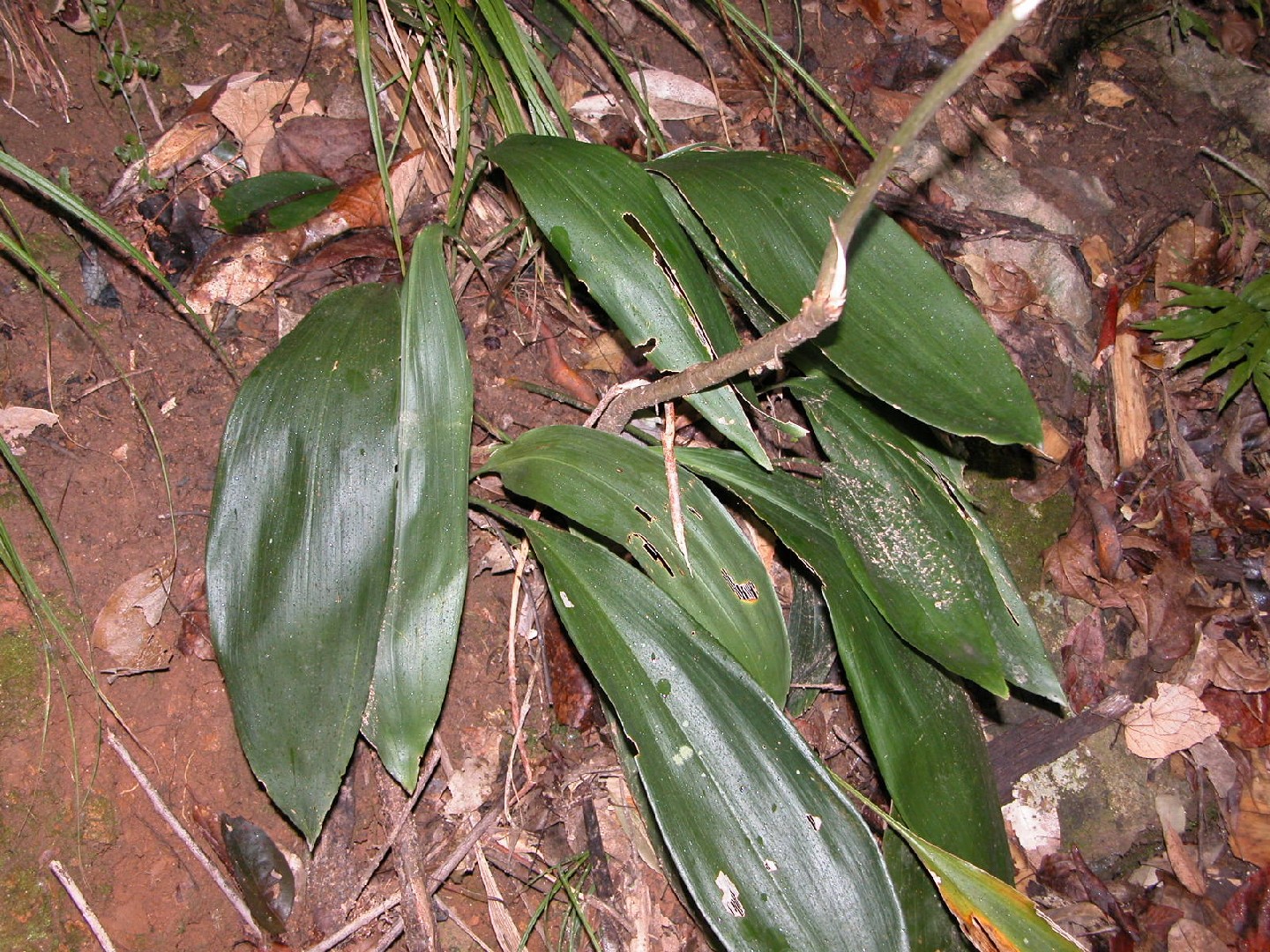 Schusterpalme - Aspidistra elatior (Pflege, Merkmale, Symbolik, Bilder)