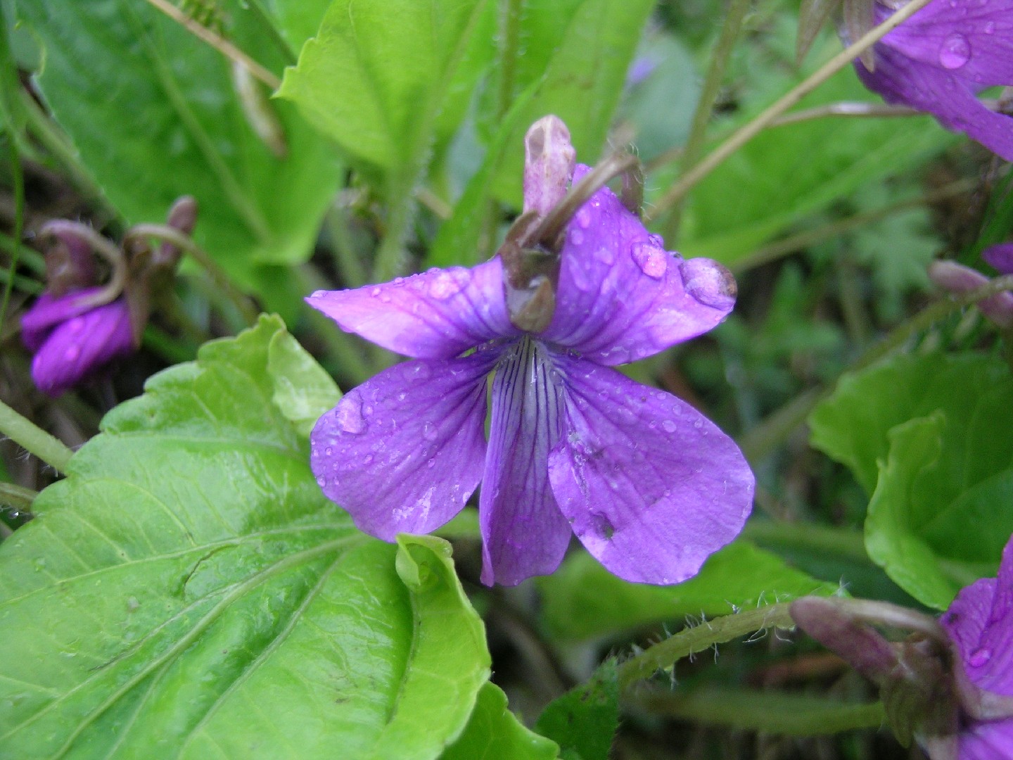 サクラスミレ（桜菫） (Viola hirtipes) - PictureThis