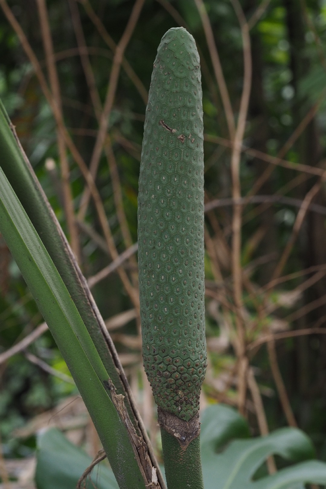 ホウライショウ(鳳莱蕉)の判定方法 (Monstera deliciosa) ホウライショウ(鳳莱蕉)の判定方法 (Monstera deliciosa)