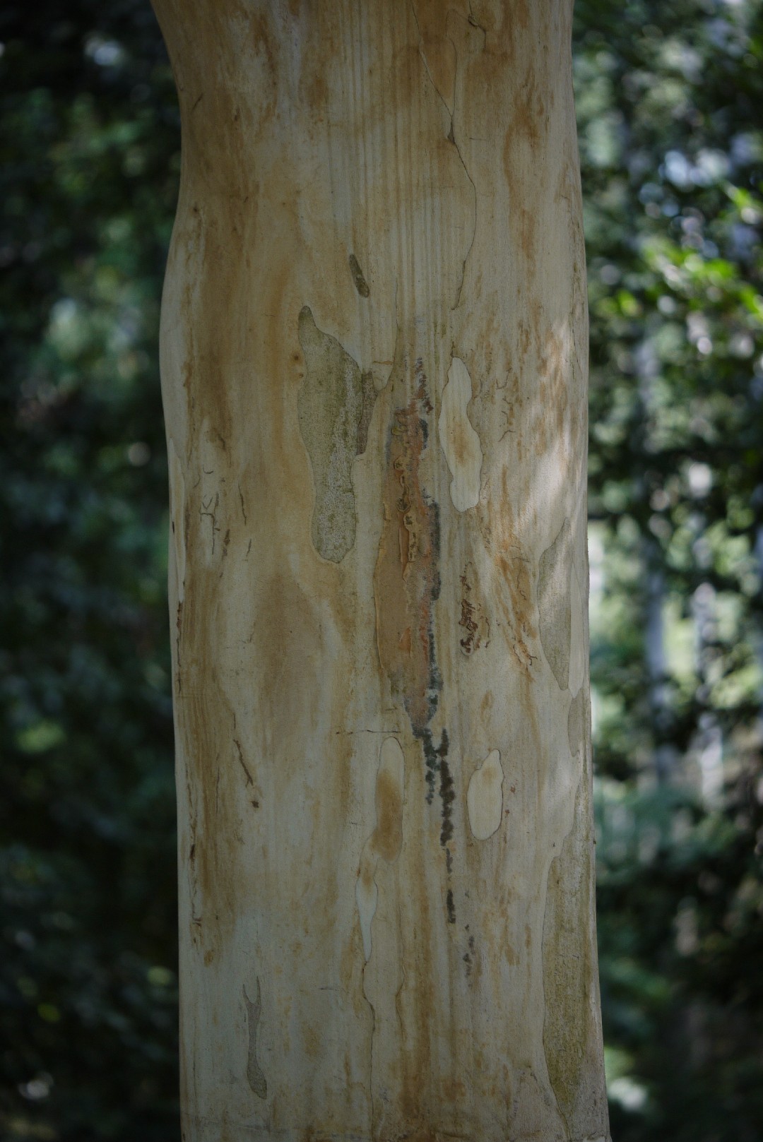 Caesalpinia ferrea PictureThis