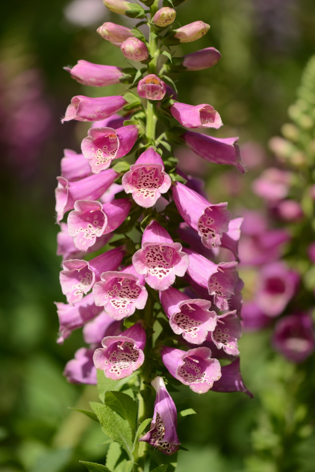 Como identificar Dedaleira (Digitalis purpurea), image size:1080x1618