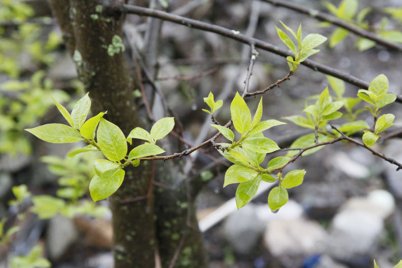 豆柿(マメガキ)太木／現在落葉中 豆柿(マメガキ)太木／現在落葉中