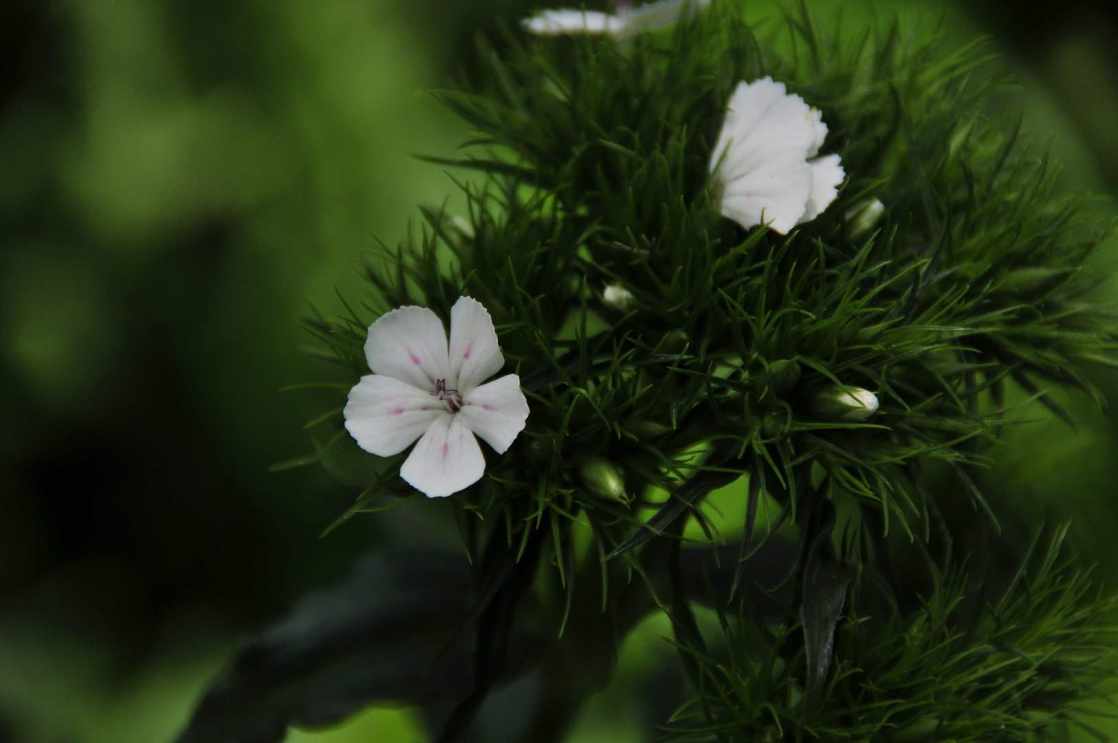 ヒメナデシコ (Dianthus barbatus var. asiaticus) - PictureThis