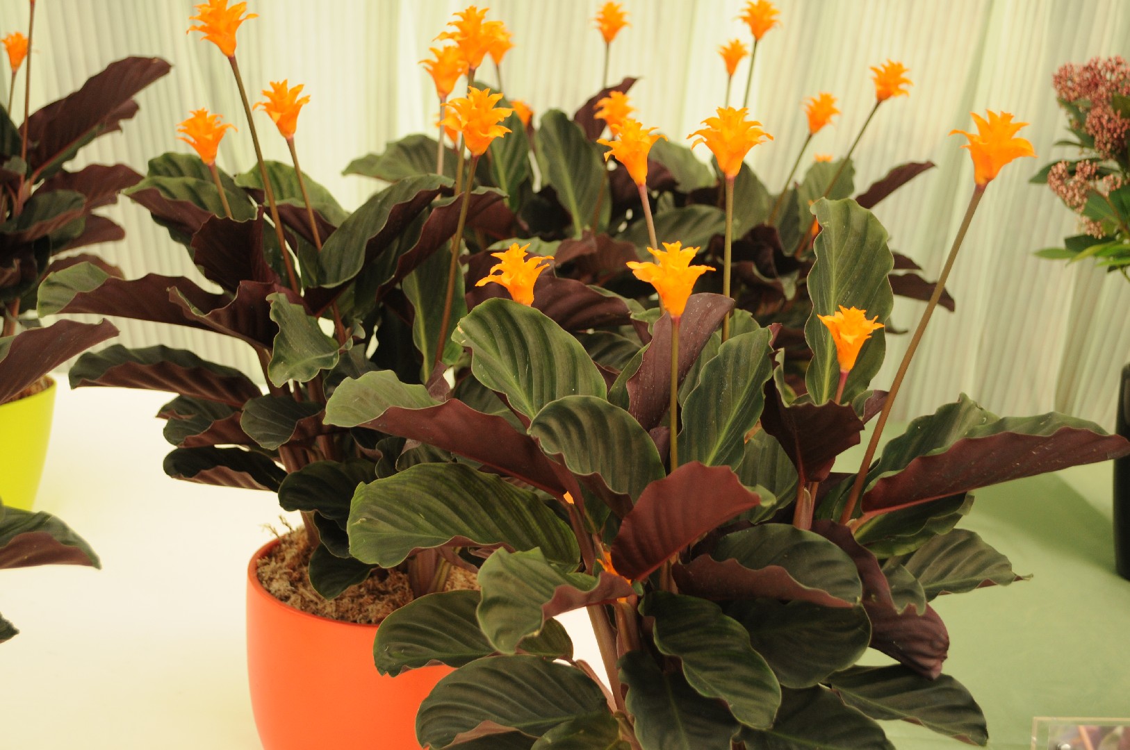 flat plant pots Raw Wall Planters Bundle main image 0