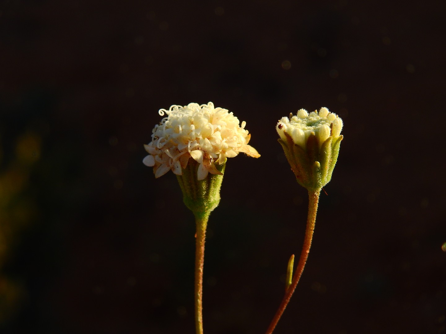 Chaenactis stevioides PictureThis