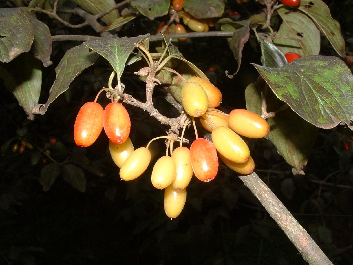 サンシュユ（山茱萸） (ケア, 特徴, 花, 画像, 食用)