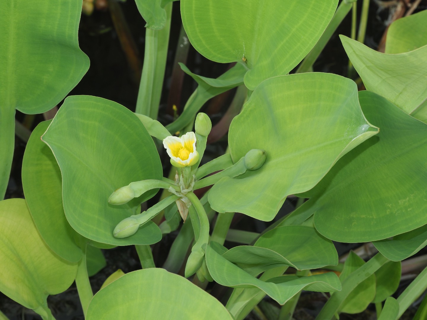 Limnocharis Flava Seeds - Yellow Sawah Lettuce, Burr Head Aquatic Plant (100+ Seeds)