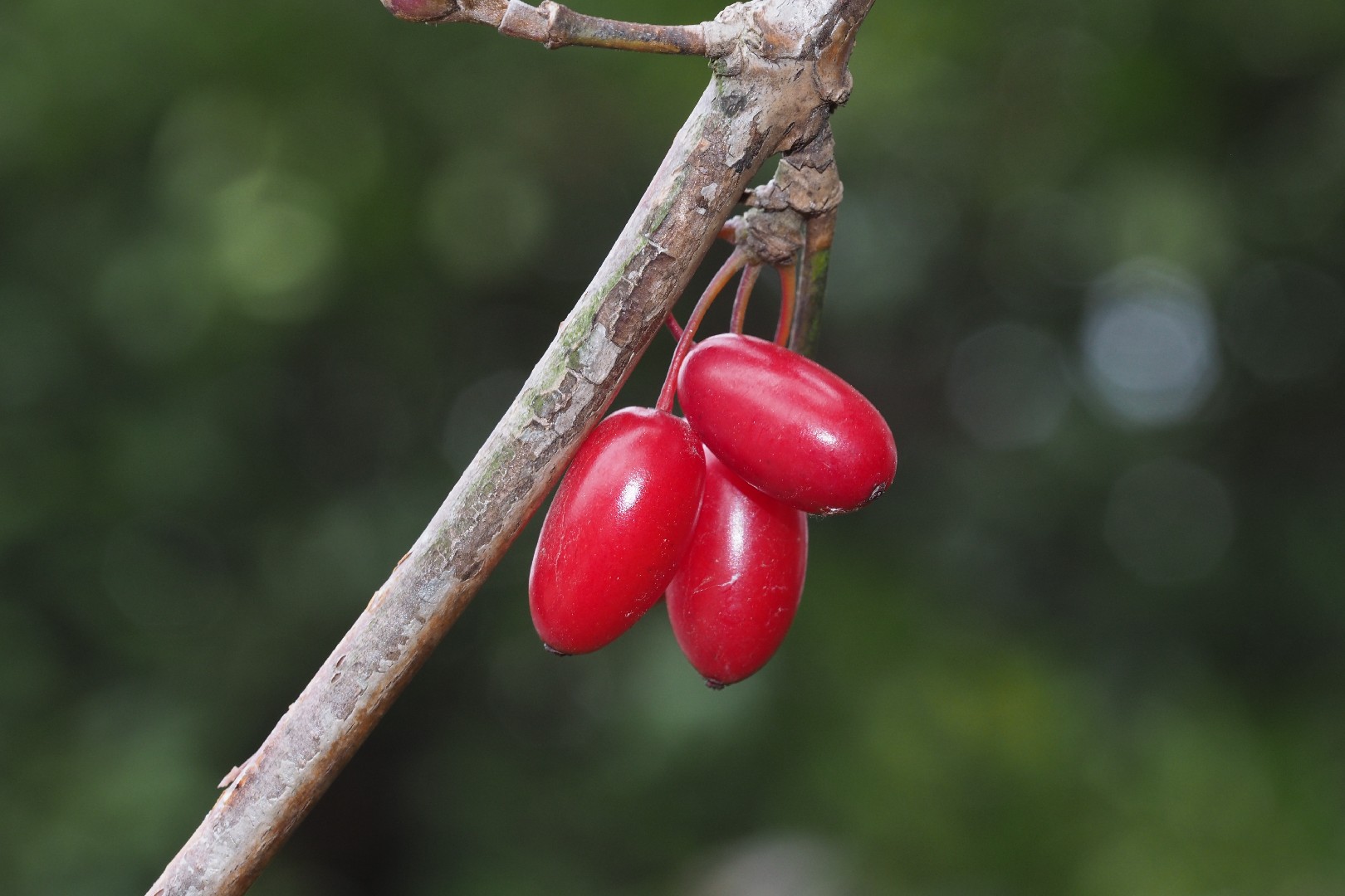 サンシュユ（山茱萸） (ケア, 特徴, 花, 画像, 食用)