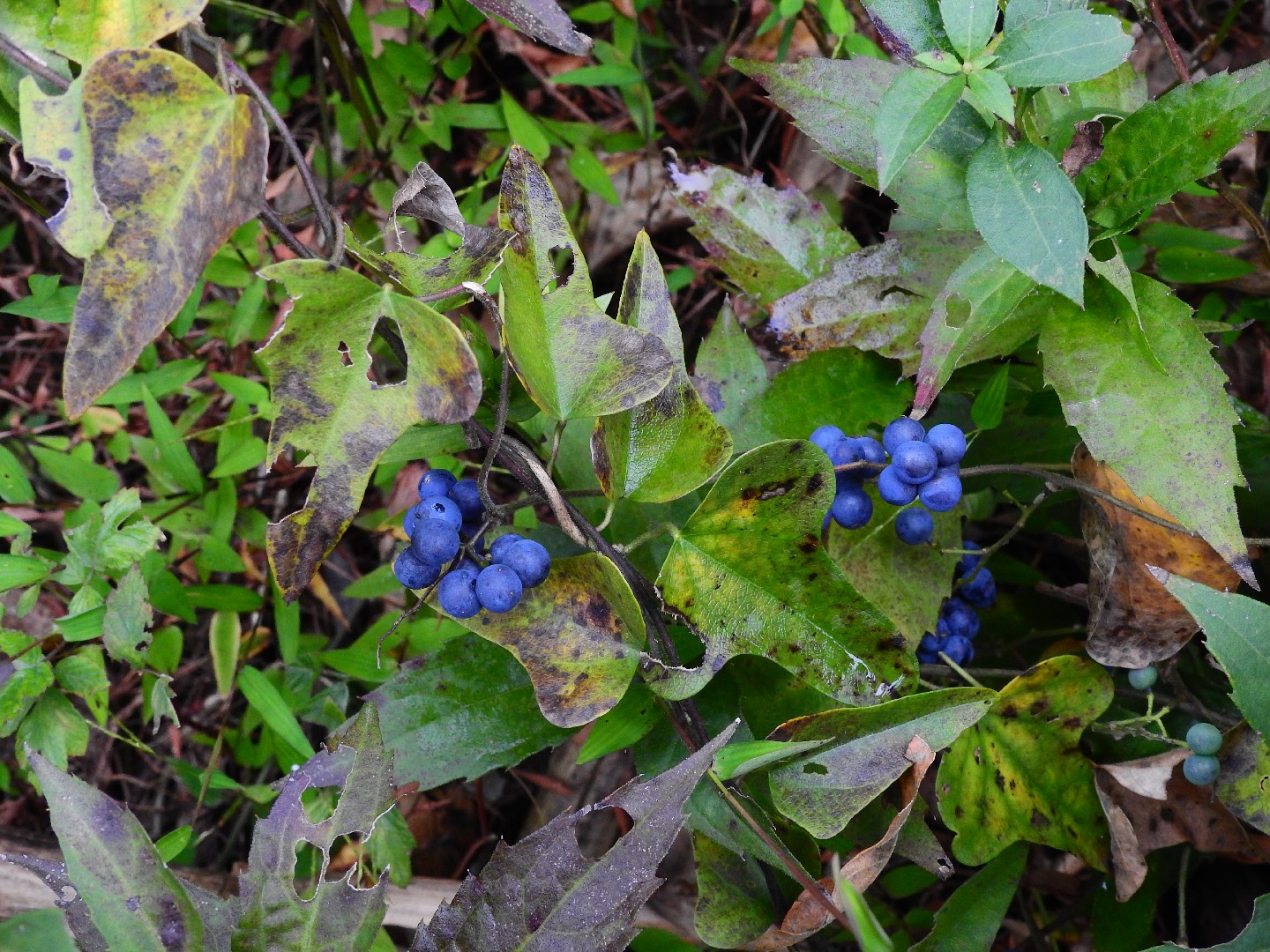 ツヅラフジ (葛籠藤) (分類, 特徴, 分布, 画像)